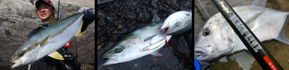 APIA Foojin Black Line