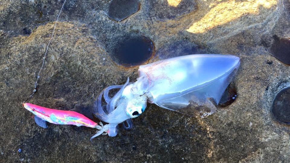 squid