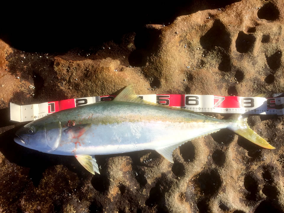 ヒラマサ (英：Kingfish)