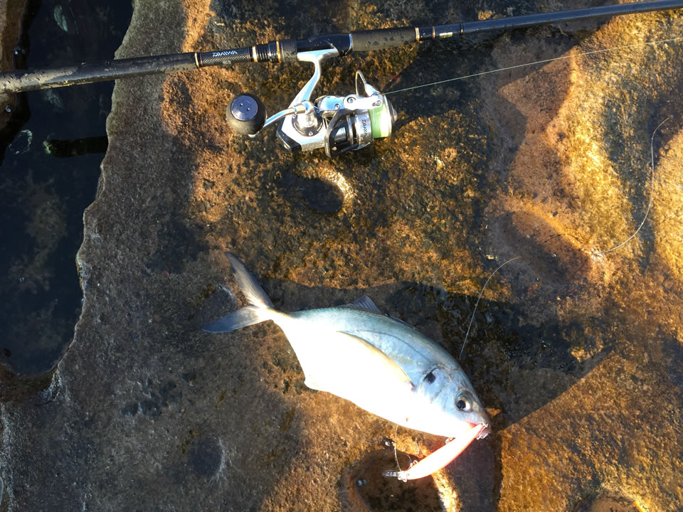 シマアジ (英：Silver Trevally)