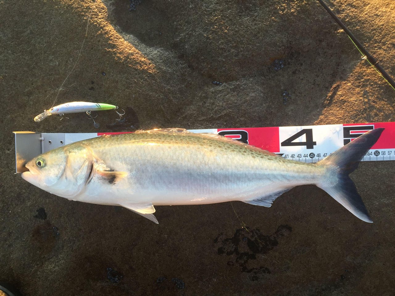 オーストラリアンサーモン (英：Australian Salmon)